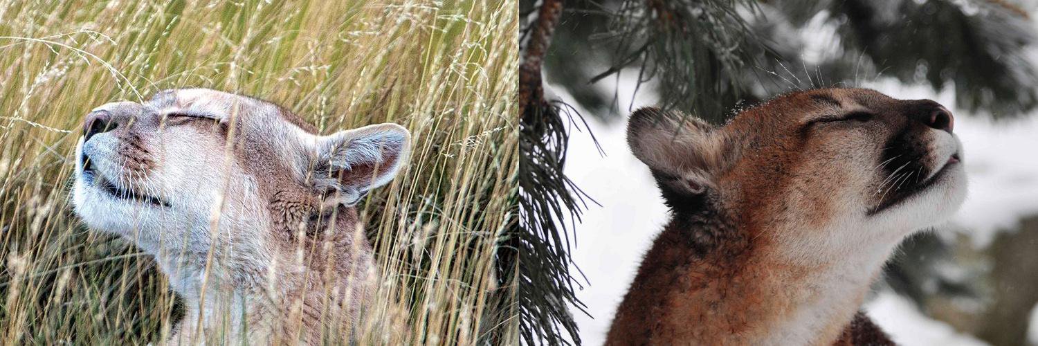 Catameep Snow Panther banner