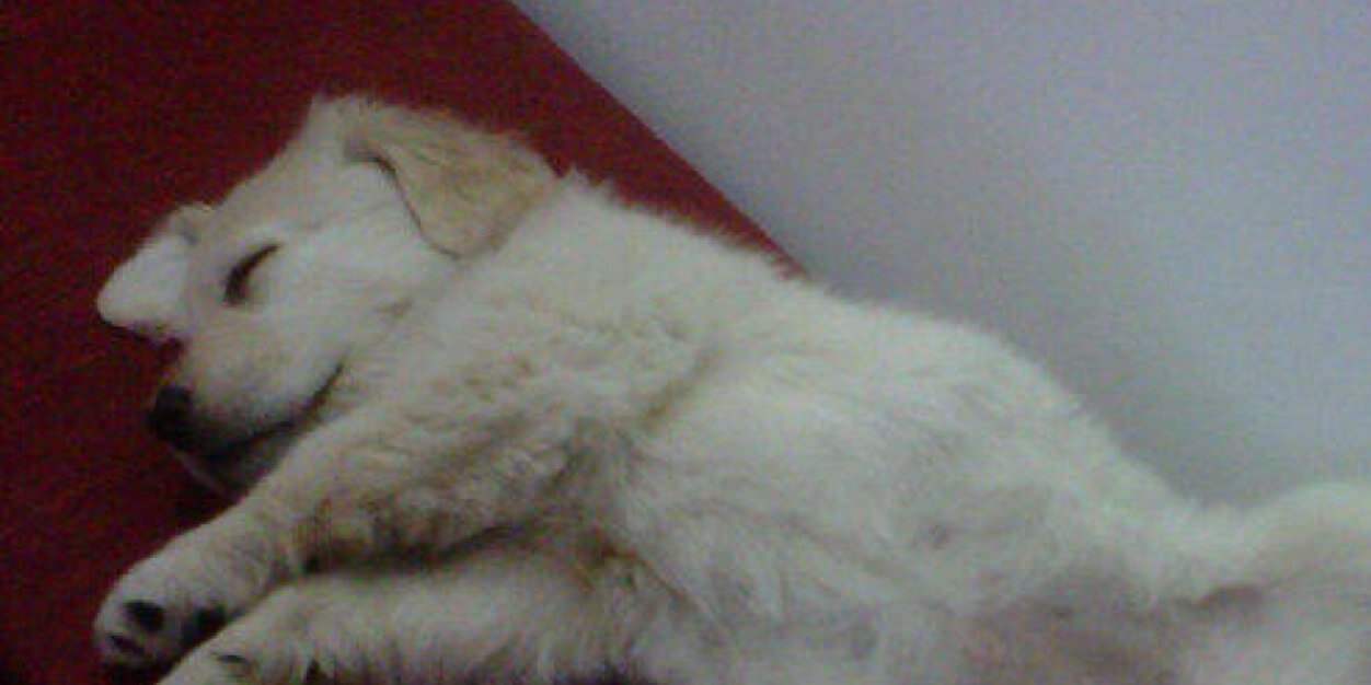 CaalCSnape's profile banner image
