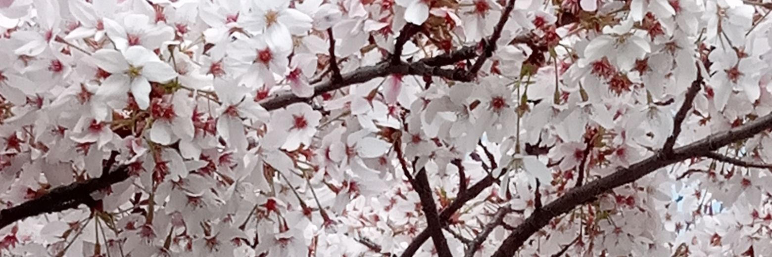 NewhamWarbler's profile banner image