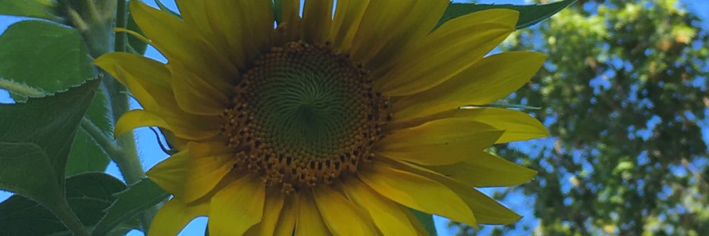 NEngMayetriots's profile banner image