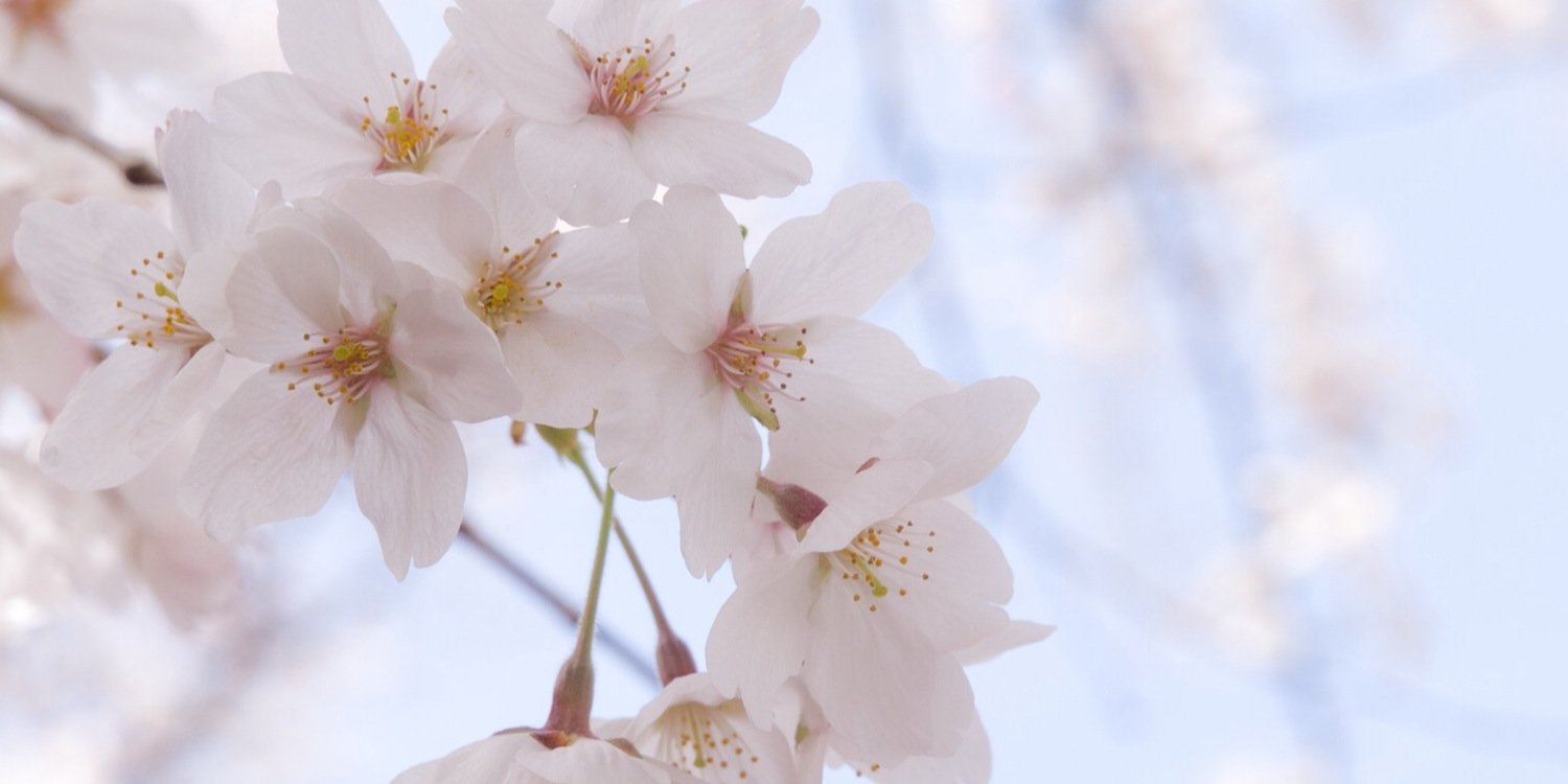 diedekusje_'s profile banner image
