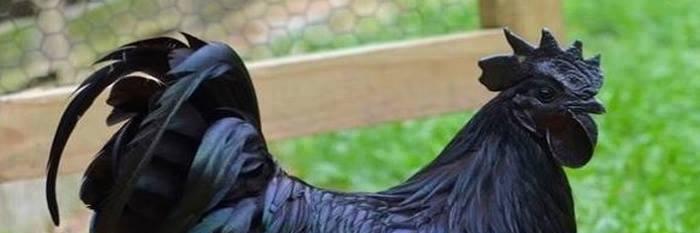 theyellowox's profile banner image