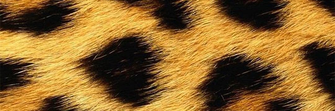 nattystern's profile banner image