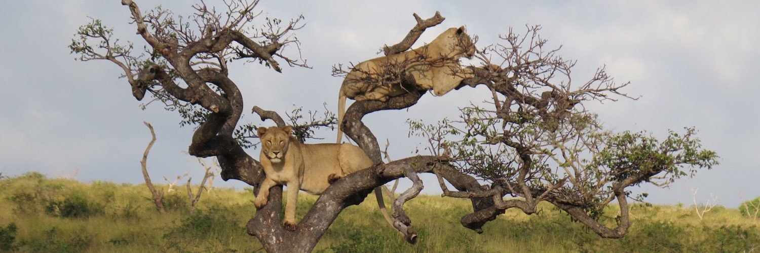 TJZuba's profile banner image