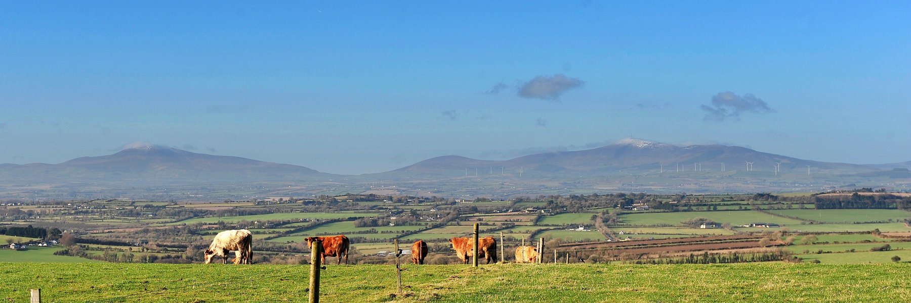 Carol Sinnott banner