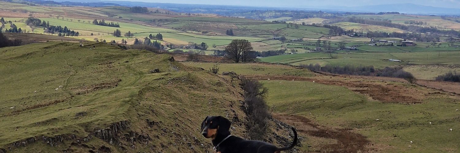 Matty Henderson banner