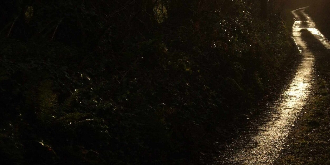 feralstudio's profile banner image