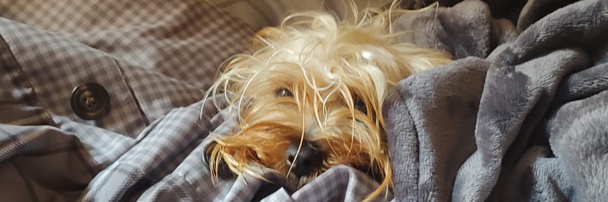 Wheresgio's profile banner image