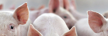 PigKnows's profile banner image