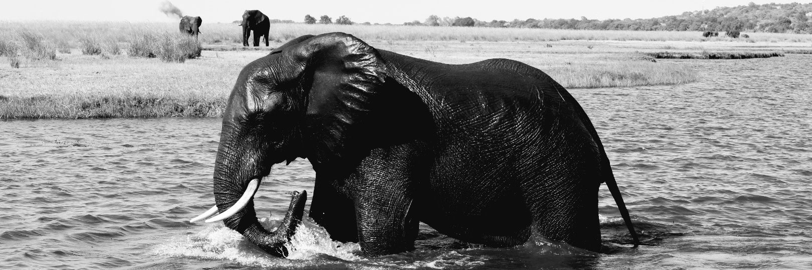 Stuart McClarty banner