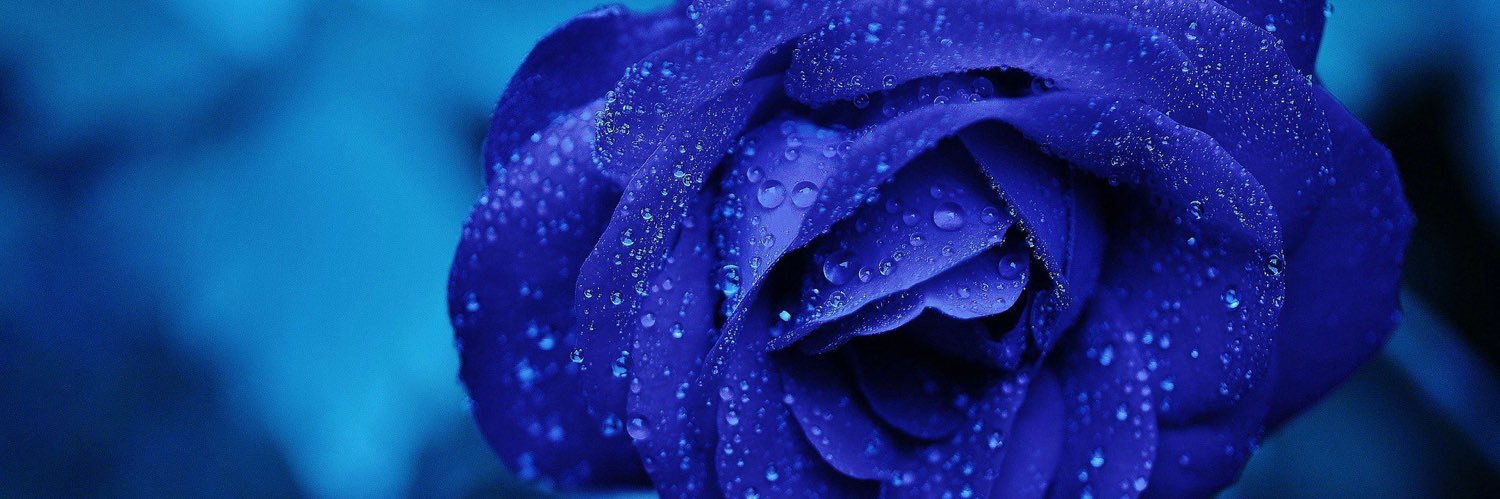 edelrose39's profile banner image