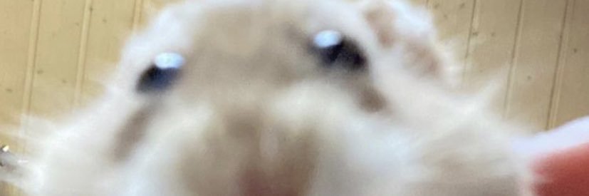 ichwillsterbi's profile banner image
