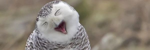 smodnix's profile banner image