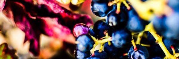 gassaswine's profile banner image