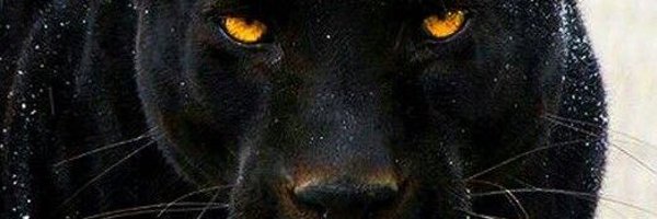 Clinch_Football Profile Banner