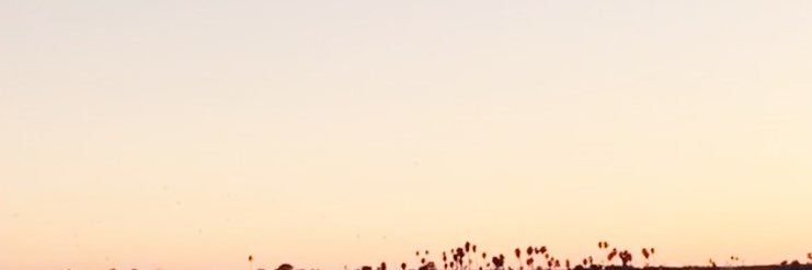 Eskor David Johnson banner