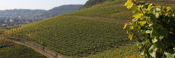 Sevschlumberger Profile Banner