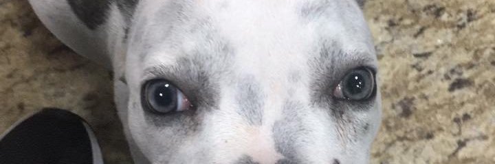 raphaeloscaar's profile banner image