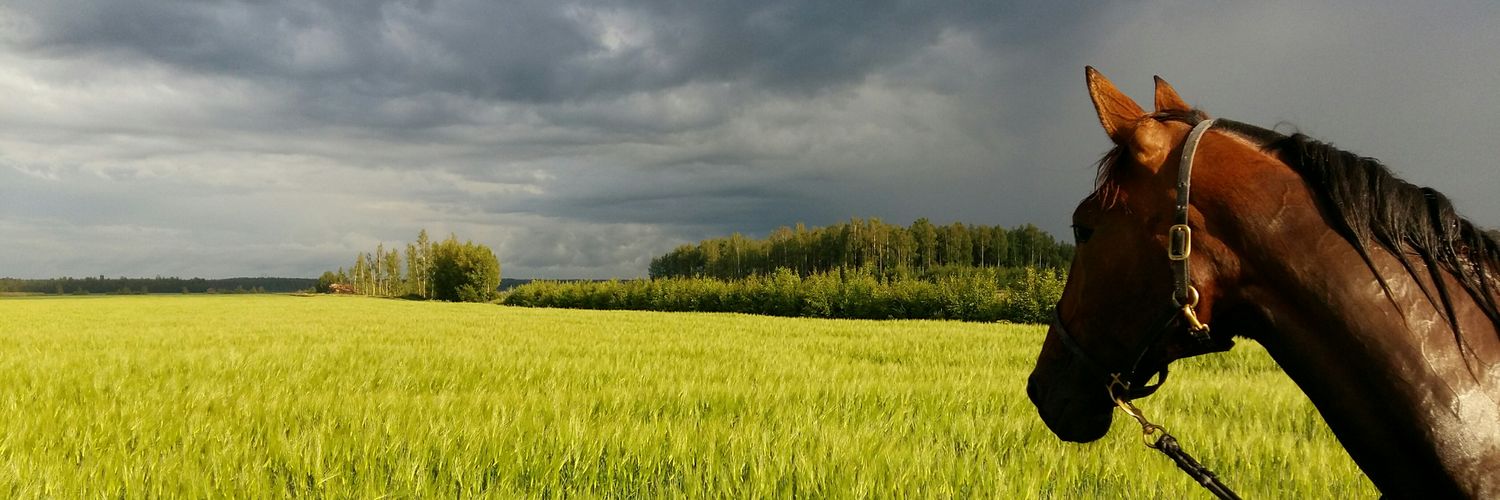 Hannu Hakala banner