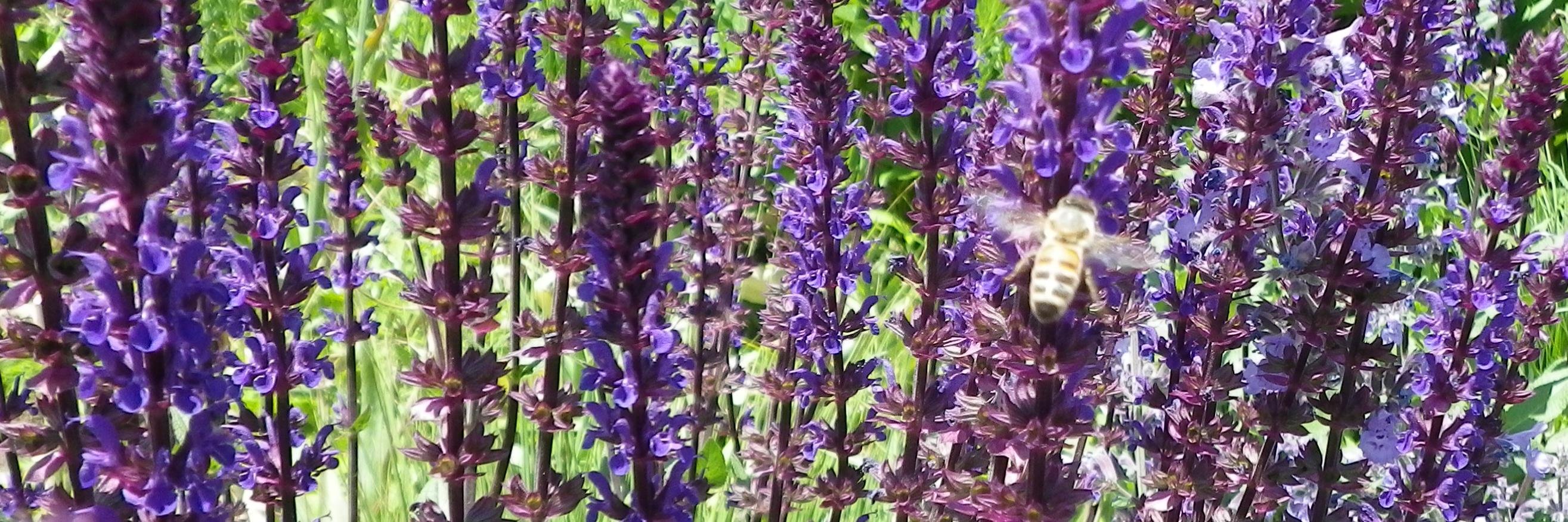 beesNiss's profile banner image