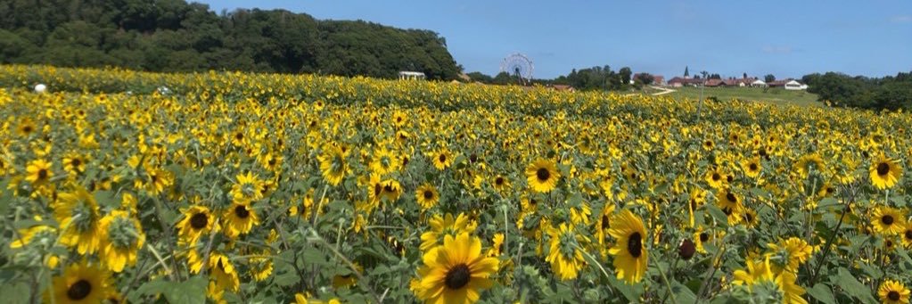 かめいゆみ banner