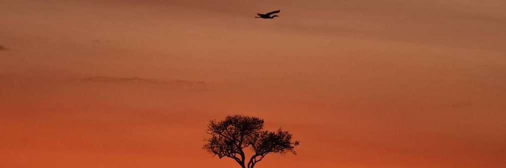 Arrey✿🇵🇸 banner