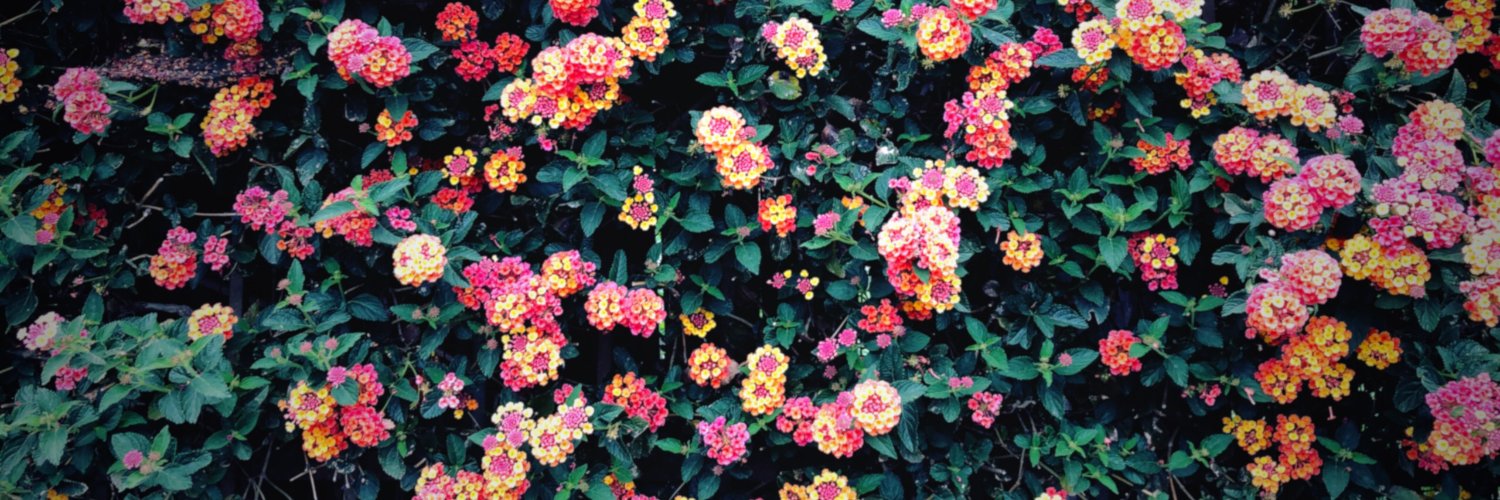 Sam Bissonnette banner