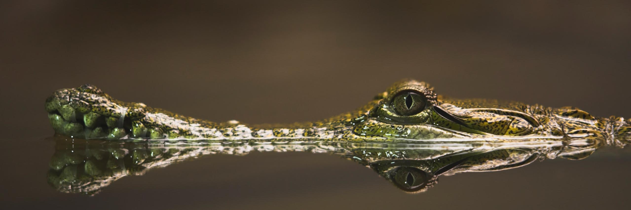 гаркавый 🏳️‍🌈 🐊 banner