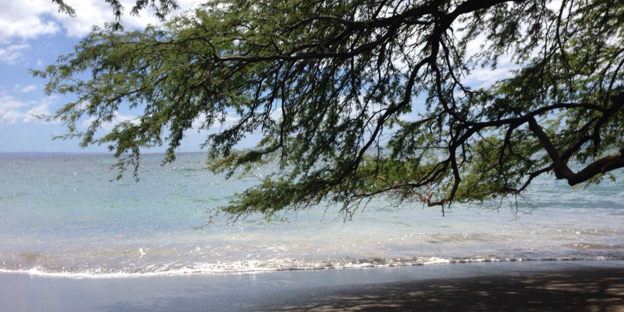 Tara J Plachowski, PhD (she/her) banner