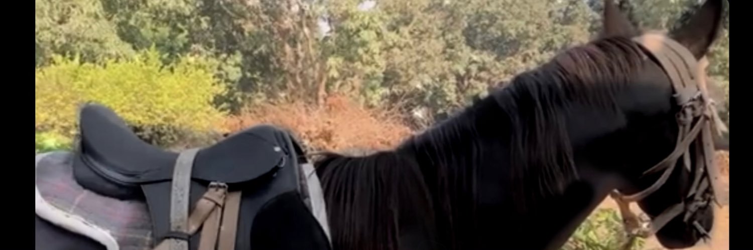themuggleborn99's profile banner image