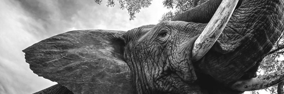 linney1165's profile banner image