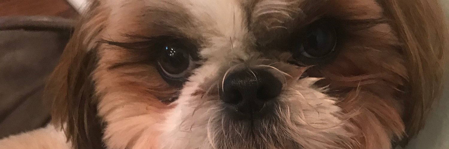 Stephanie Altman banner