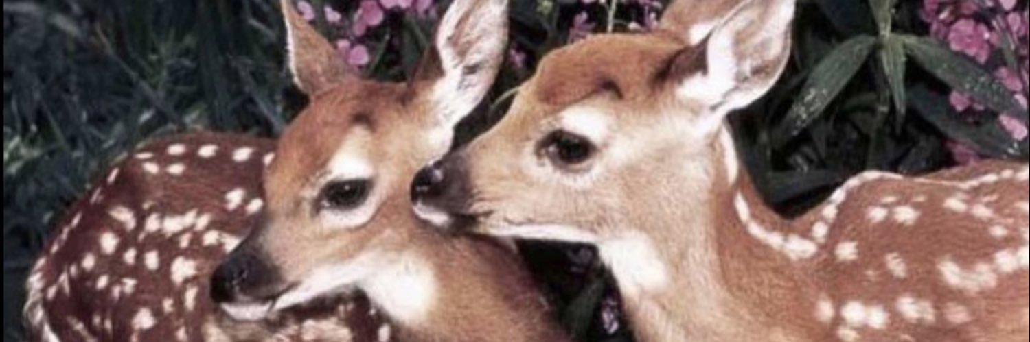 aals2_'s profile banner image