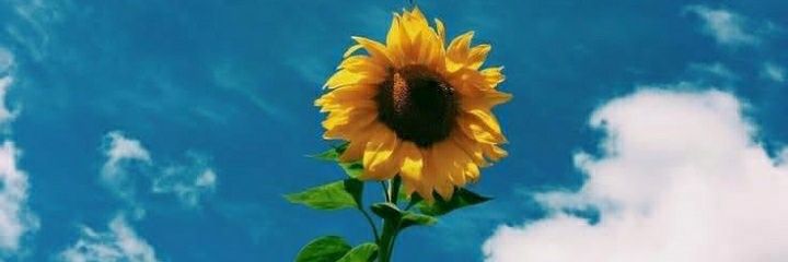 anggiyollanda's profile banner image