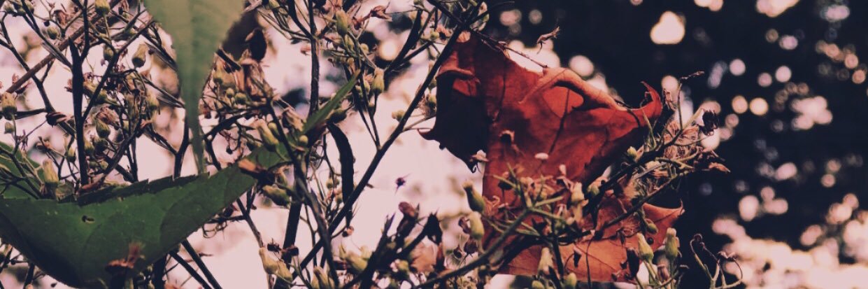GoToTheLou_'s profile banner image