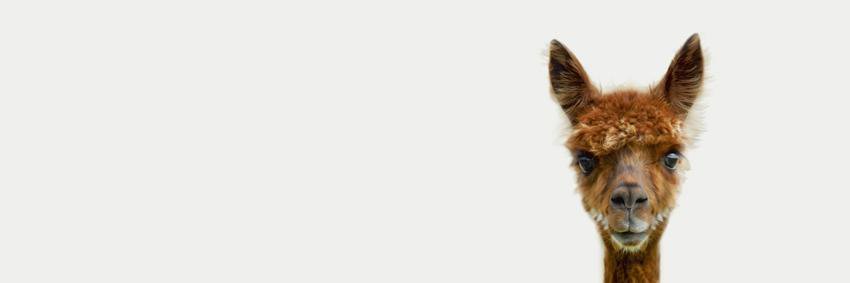 9fail's profile banner image