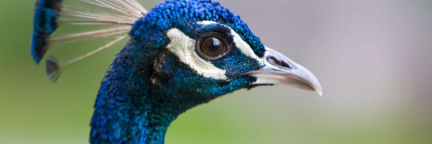 pradipthemagic's profile banner image