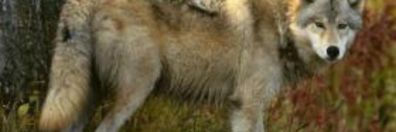 wolfasm's profile banner image