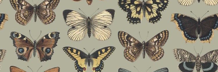 Alexis__Ocasio's profile banner image