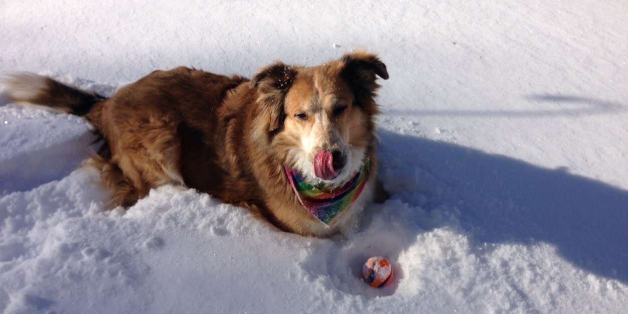 Patty Peebles banner