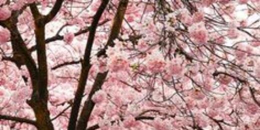 paramitami's profile banner image