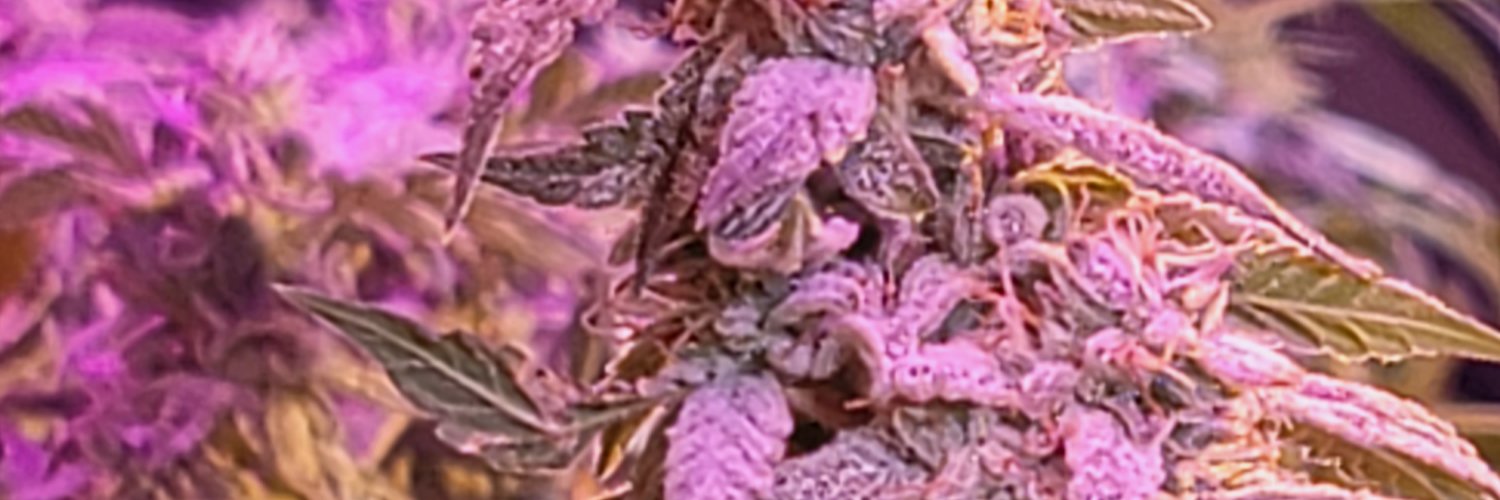 THE_VAPE_JOINT's profile banner image