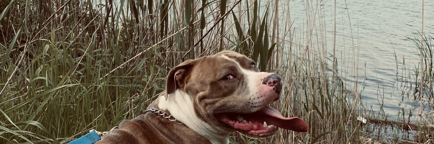 brandon_laas's profile banner image