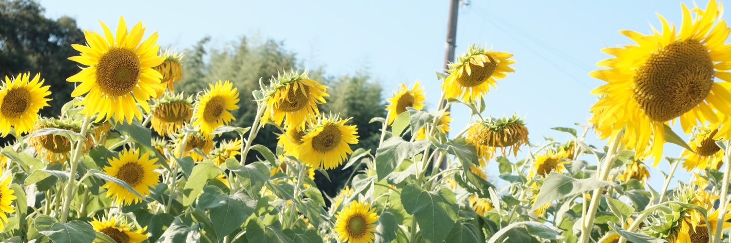nngguunn's profile banner image