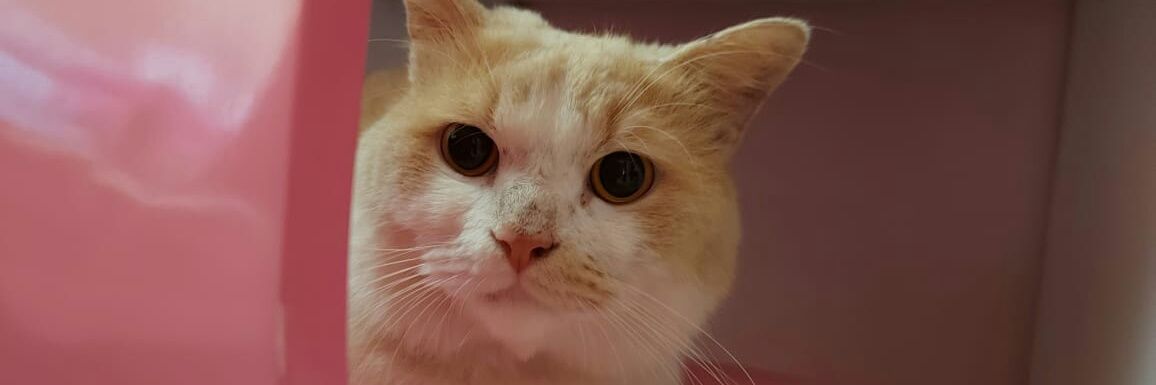 Riska Destriana D. banner