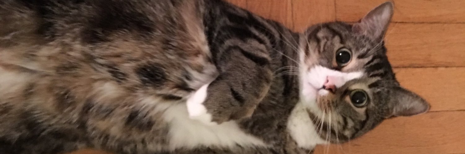 JimmyDaDodo's profile banner image