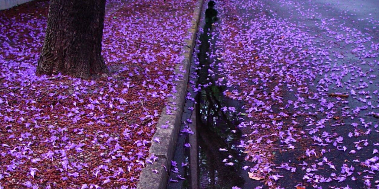 Jacaranda_Music's profile banner image