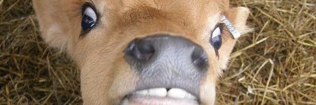 Faloopsies's profile banner image