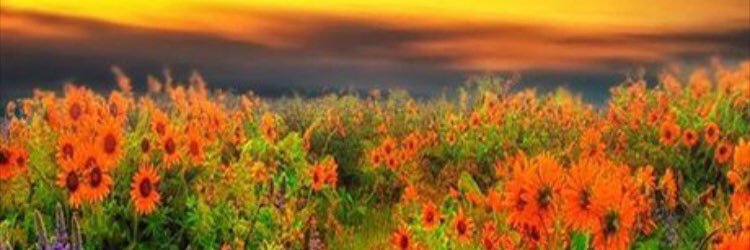 judycabiling's profile banner image