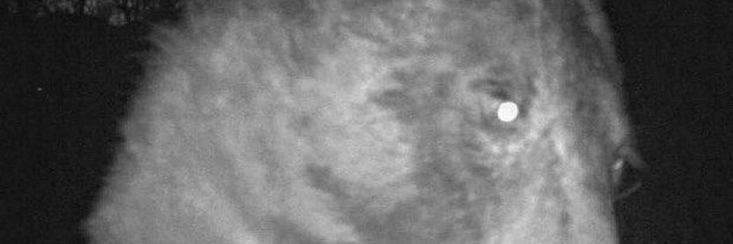 oggeamrum's profile banner image
